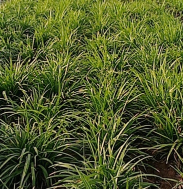 元/斤56元/斤1116元/斤1226元/斤麦冬321元/斤立即订购张凤起个人等级