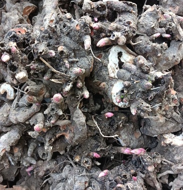 白芍芽子大量出售白芍母根白芍头白芍种芽