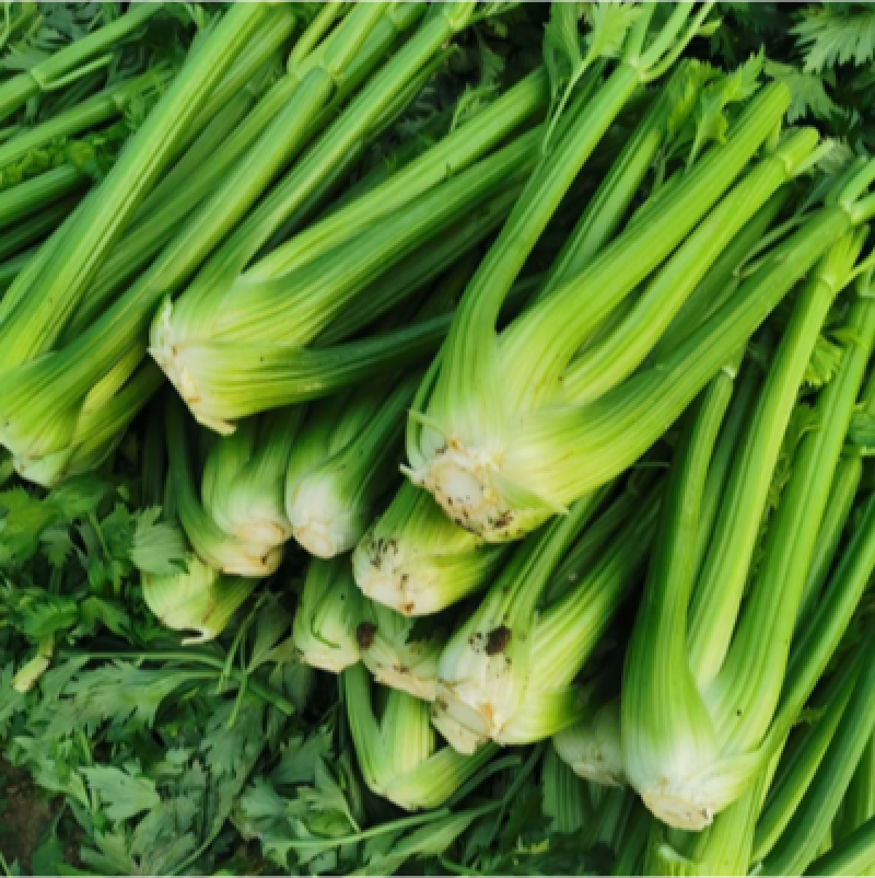 自己种的大西芹,个个三斤以上