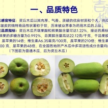 资丘木瓜苗皱皮无籽木瓜苗长阳木瓜苗