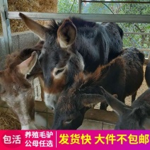 德州驴，驴苗，肉驴，长势快品种全，包成活