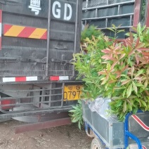 [牛]木荷广东苗圃直发提供技术指导包成活售后无忧