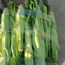 福建芥菜头，大菜心，