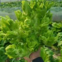 儿菜，浙江湖州，产地直销，宝塔菜，一手货精品通货儿菜