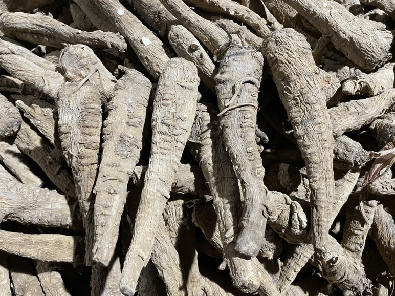 展示白芷干燥根部的特写,表面有纵向纹理和灰白色外皮 白芷根部特写