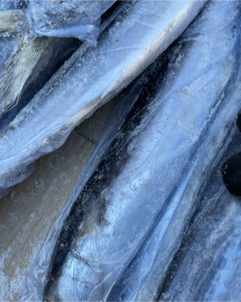 鲜活冷冻鲅鱼 马鲛鱼  燕鲅鱼海鲜鱼鲅鱼馅咸鲅鱼燕鲅鱼