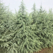 雪松树苗价格大小规格齐全40公分~6米树形优美根系好