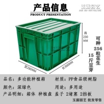 水培花生芽种植盒特大号多功能种植箱专用盘豆苗育苗箱育苗盘