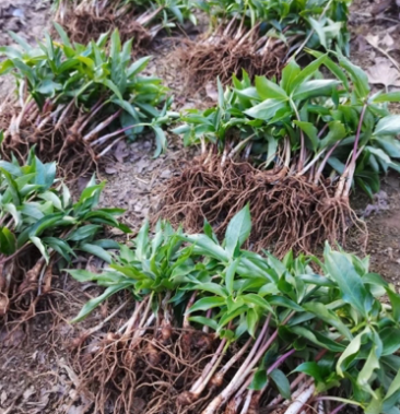 重樓苗七葉一枝花重樓苗大葉高杆滇重樓種芽塊莖帶芽發貨