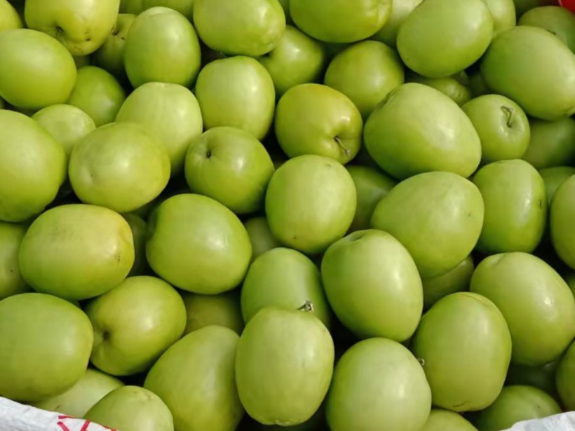 青枣果实在阳光下