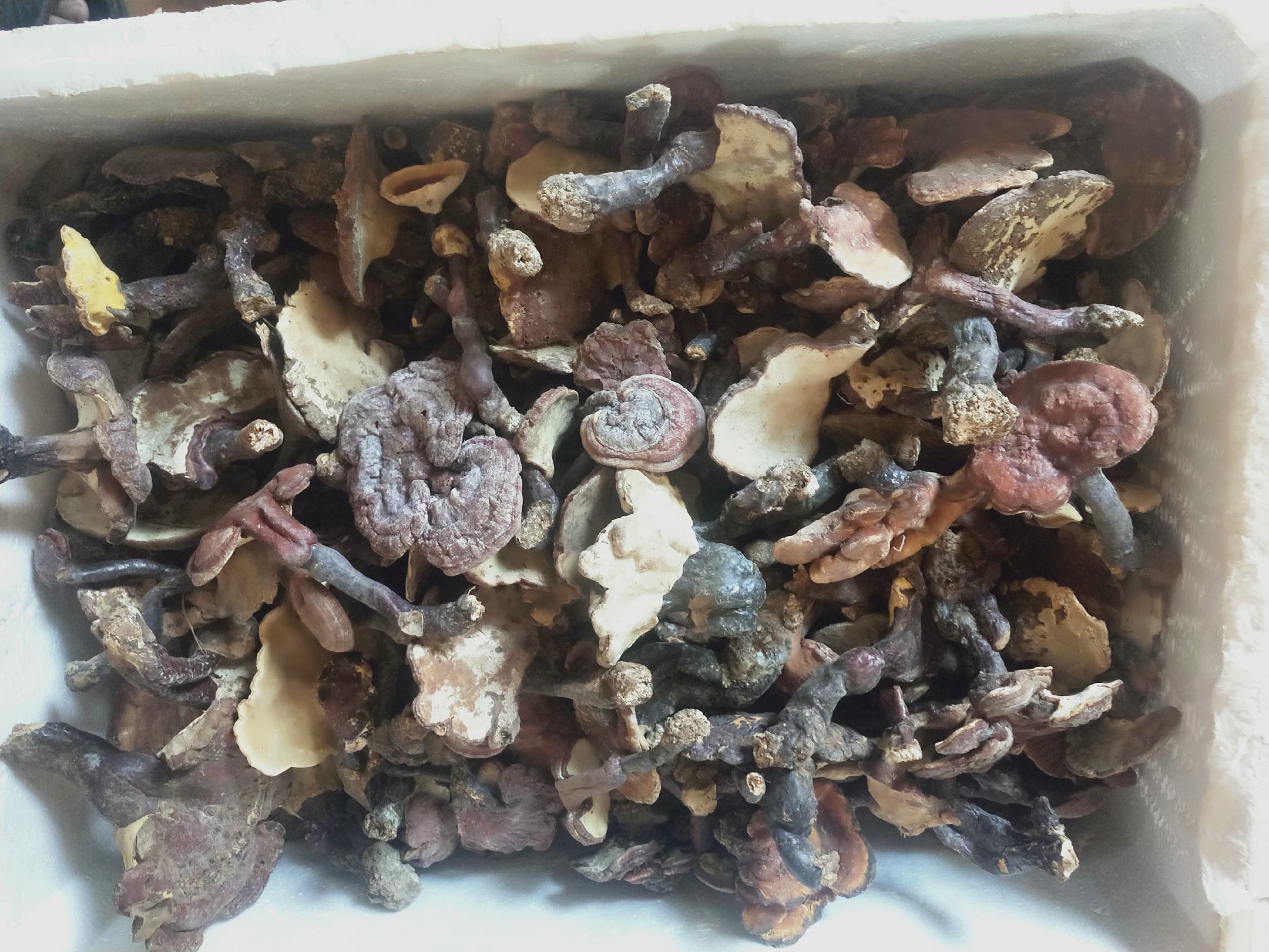 野生松山灵芝实物图