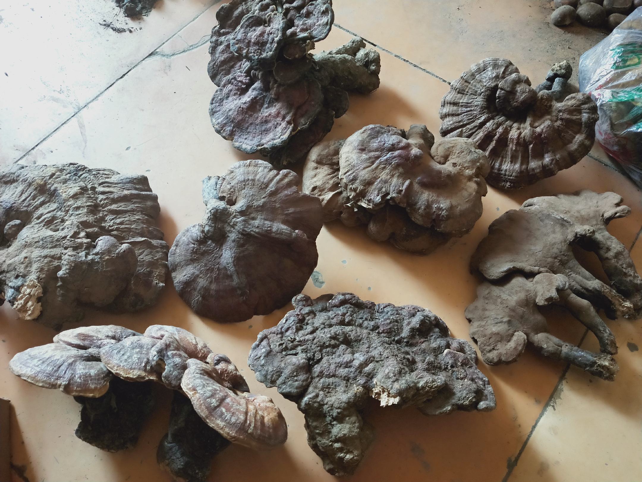 展示赤灵芝、紫灵芝、黑灵芝、白灵芝的外观对比,颜色和形态清晰可见 竹灵芝不同品种对比图