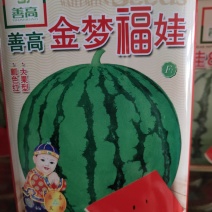 金梦福娃西瓜种子，早熟。果型大，单瓜重，7-12公斤左右