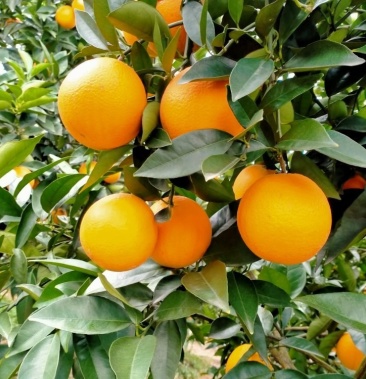 阳朔兴坪夏橙大量货源上市口感好个头大皮色细