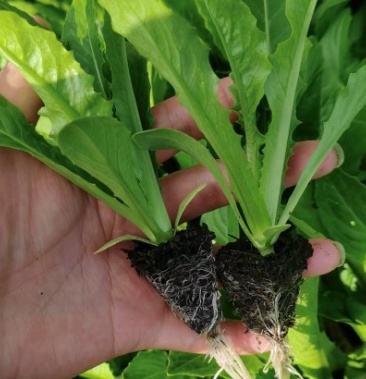 [油麦菜苗批发]油麦菜苗,苗子无任何毛病,品种性好,耐运输,耐寒,高