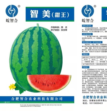 [西瓜种子批发]智美甜王西瓜,优质高产型甜王新品种,大红瓤,糖度高