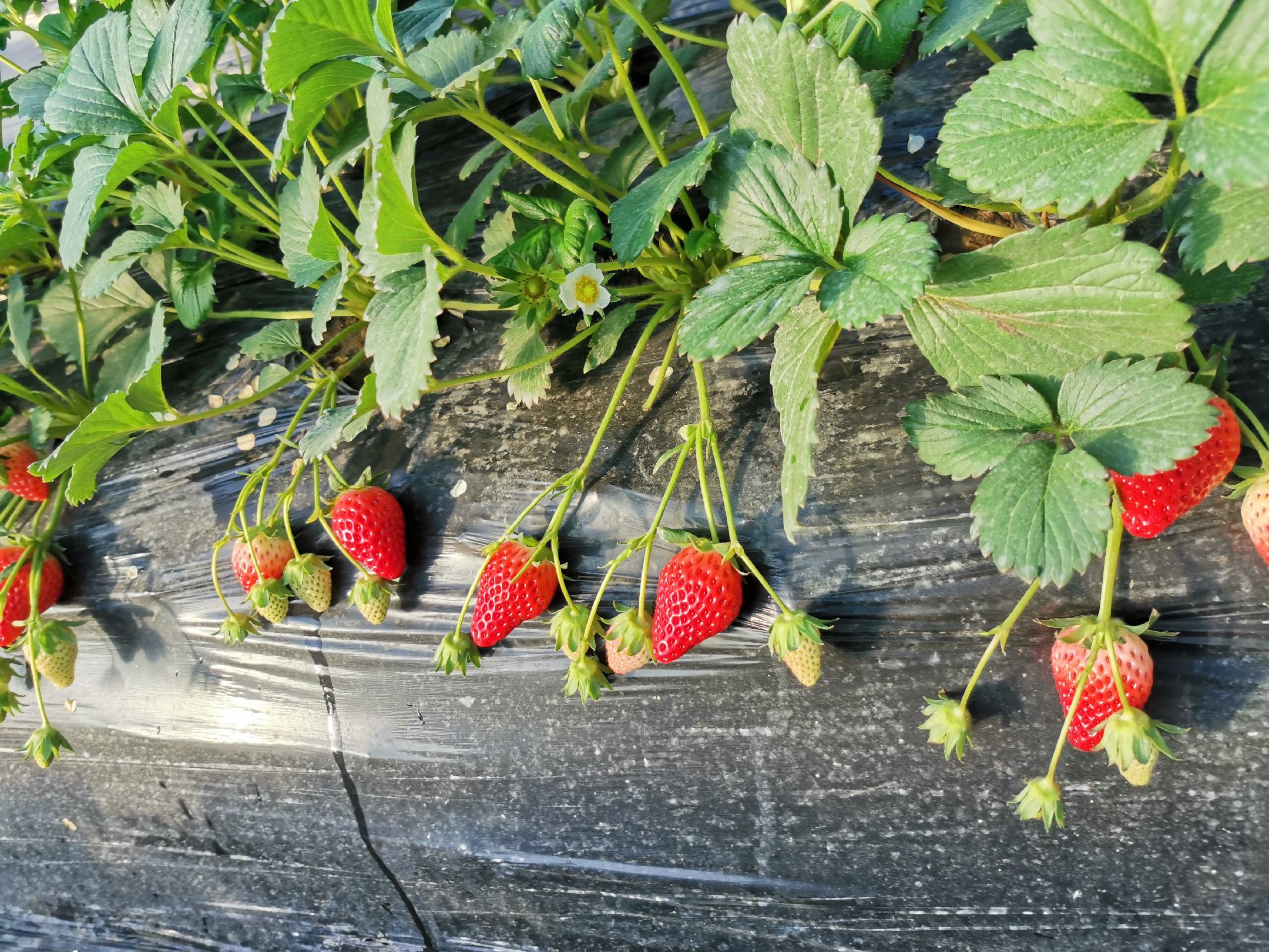 奶油草莓植物特写