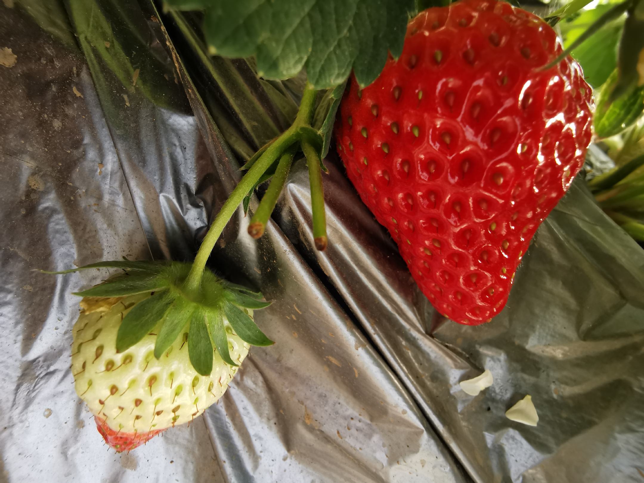 两张草莓并排摆放的高清图片,左侧为奶油草莓(章姬),果形细长、颜色鲜红亮泽、果肉偏白;右侧为所谓巧克力草莓(红颜),果形粗壮、颜色深红近紫、果肉整体泛红;背景为白色瓷盘,配有标尺显示尺寸对比,突出两者在形态与色泽上的显著差异 奶油草莓与巧克力草莓并列对比图