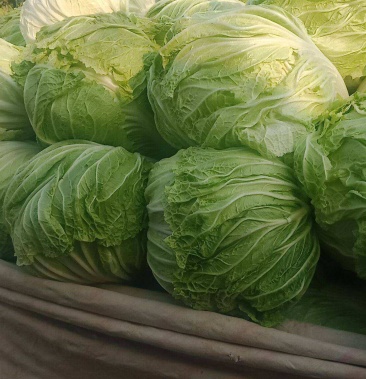 安徽精品大白菜自产自销