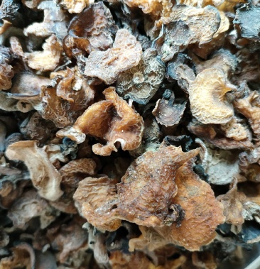 [黑木耳批发]云南野生木耳(黑木耳,白木耳,红木耳,黄木耳)价格110.