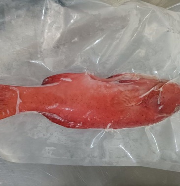 东星斑冷冻东星斑海南本地东星斑批发商家