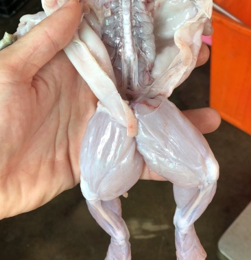 牛蛙活鲜现杀牛蛙生鲜肉即食麻辣火锅烧烤锁鲜真空包装