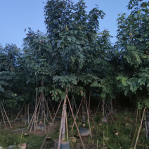 12-20公分腊肠树500颗待售