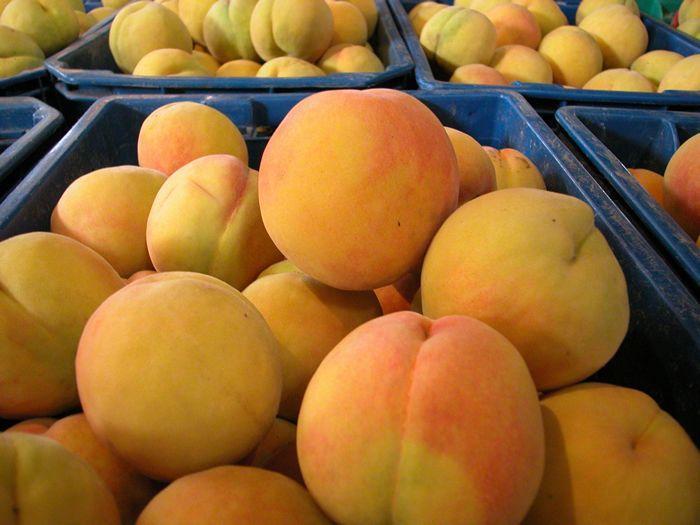 一位身穿蓝色工作服的果农站在黄桃树下,手中拿着刚摘下的金黄色黄桃,脸上洋溢着丰收的喜悦,周围是挂满果实的桃树,地面铺有防草布,远处有其他果农在忙碌 果农采摘炎陵黄桃场景