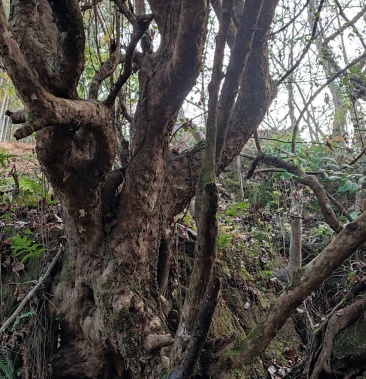 [红花继木批发]大量继木下山桩价格1.00元/棵 - 一亩田