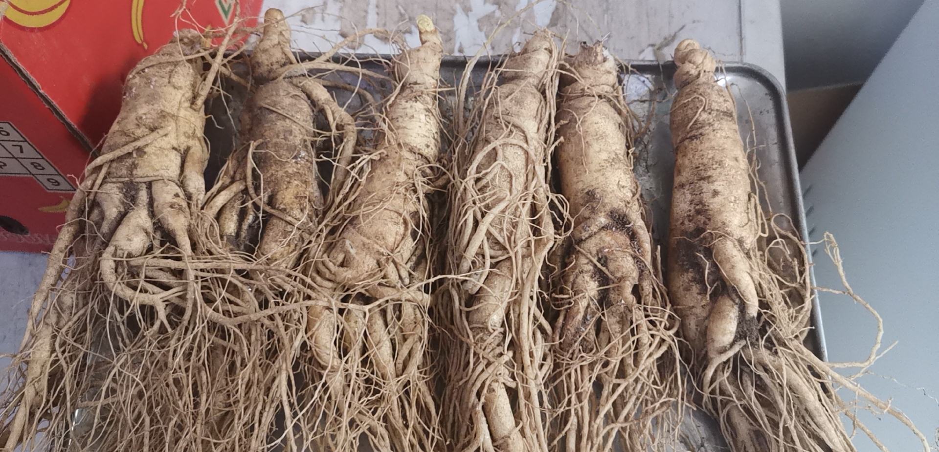 鲜人参整株特写