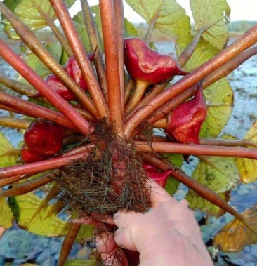 [菱角批发]高产早熟青菱角红菱角池塘青菱红菱四季蔬菜价格10.80元/斤