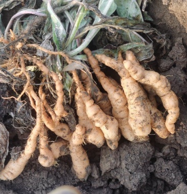 [地黄种子批发]大量出售生地种子,吨王,北京三号价格15.