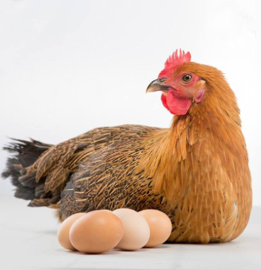 三年老母鸡土鸡蛋孕妇婴儿必备