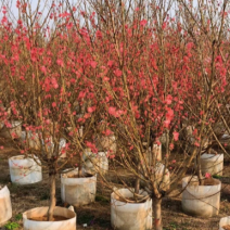 【荐】桃花树4-6-8-10公分广东普宁现货，欢迎联系