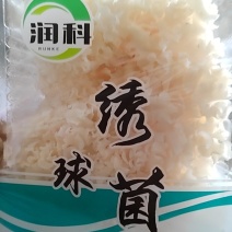 绣球菌特殊菌类有1公斤150克公司种植