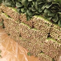 《推荐》大叶菠菜产地直发保质保量大量上市欢迎采购