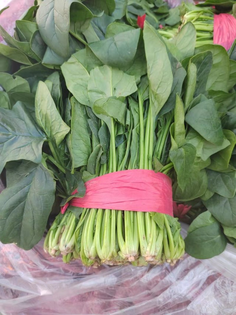 推荐大叶菠菜产地直发保质保量大量上市欢迎采购