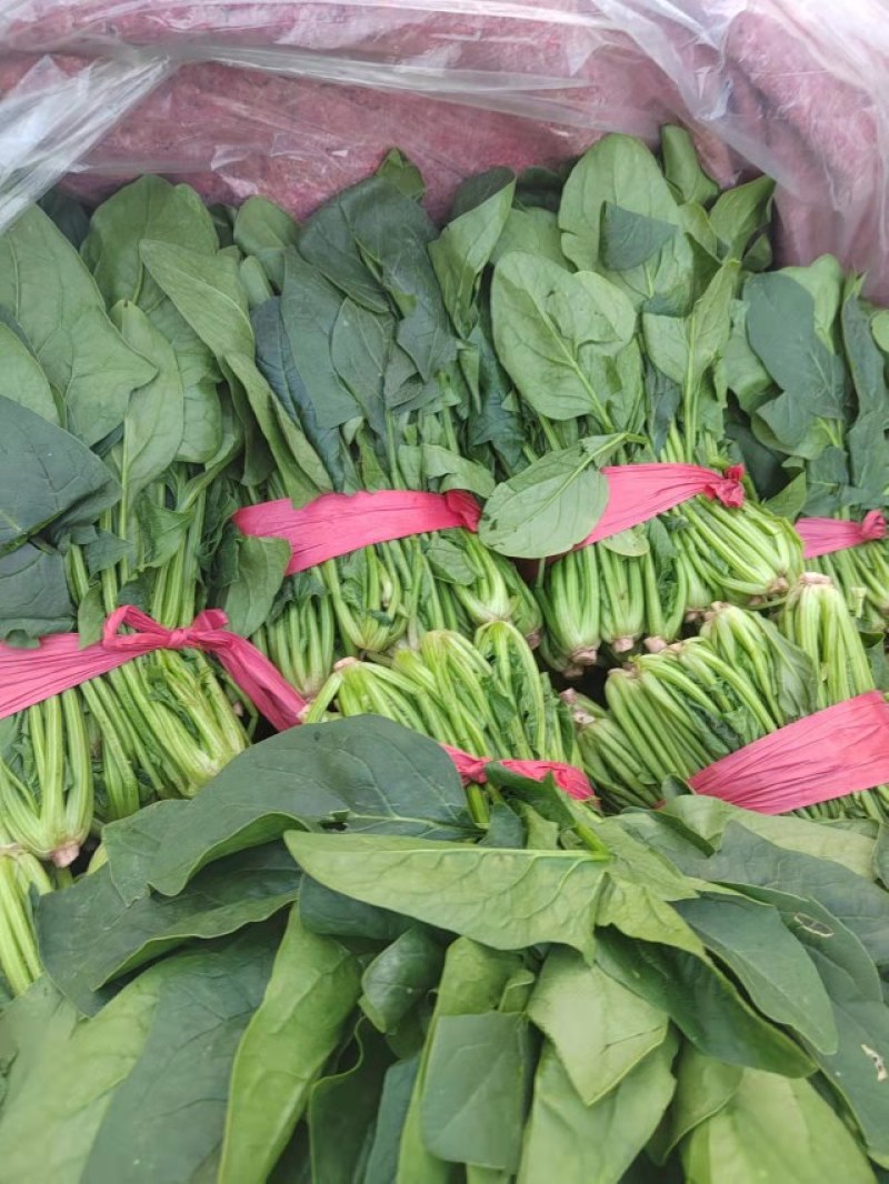推荐大叶菠菜产地直发保质保量大量上市欢迎采购