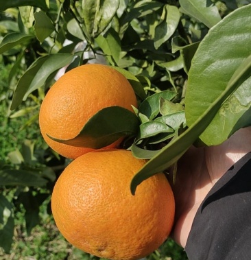长叶香橙自产自销香甜汁多