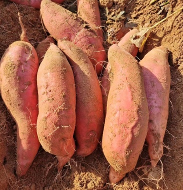 [济薯批发]红薯济薯21 优质丘陵沙地产地一手货源全国发货保质保量