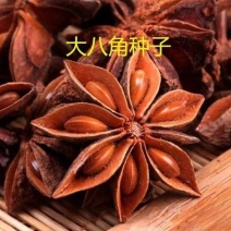 产地直供种植大红八角树种子八角籽大茴香树种籽调料大料八角