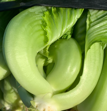 [芥菜批发]正宗水东芥菜价格3.00元/斤 - 一亩田