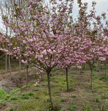 出售精品樱花日本晚樱早樱3到15公分