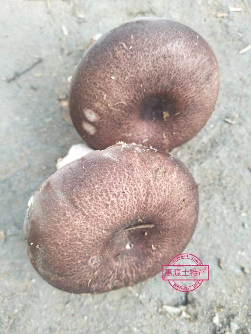 福建龙岩武平县梨菇 300.00元/公斤我想卖野生的