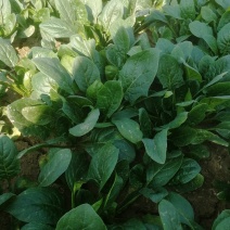 保质保量菠菜随时有货诚信经营