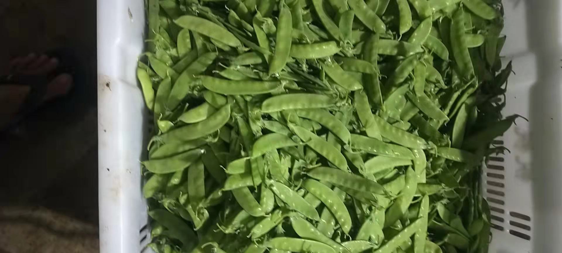 荷兰豆去蒂去筋处理过程