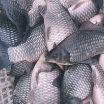 家明水产批发各种规格鲫鱼，皮毛光滑，消毒后方可下塘
