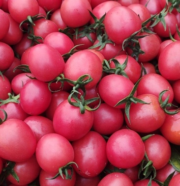 [千禧圣女果批发]广西百色千禧圣女果价格2.00元/斤 - 一亩田