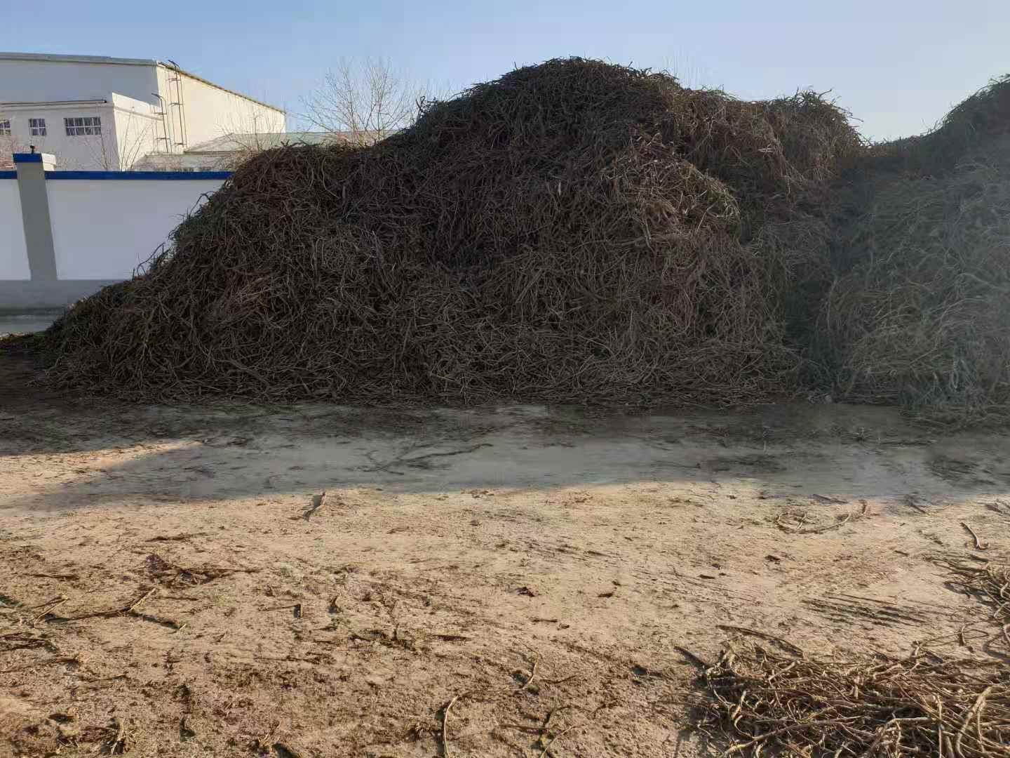 浙贝母采收现场图