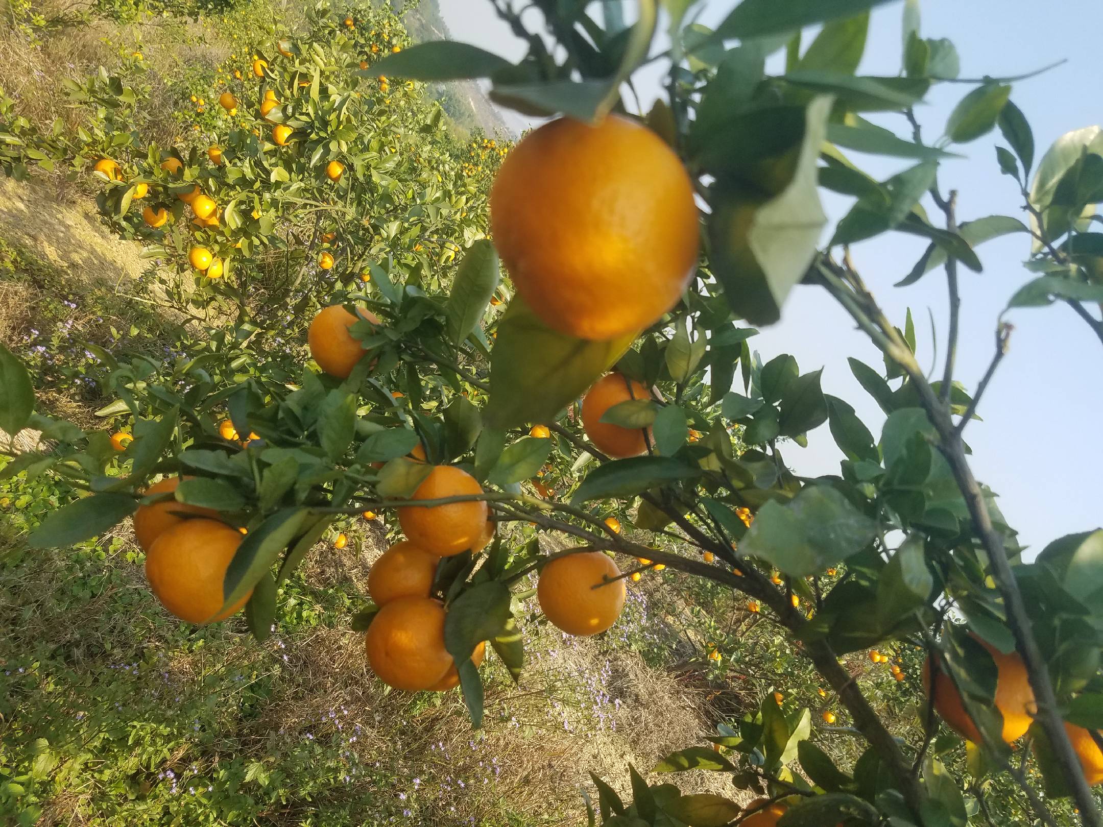 皇帝柑果园实景